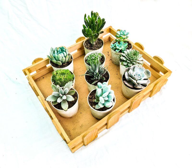 Succulent Plant Combo, Set Of 10 (Bare rooted) - Image 2